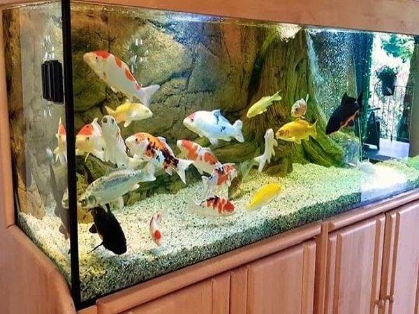 Một số lưu ý và kiêng kỵ quan trọng trong phong thủy bể cá cảnh