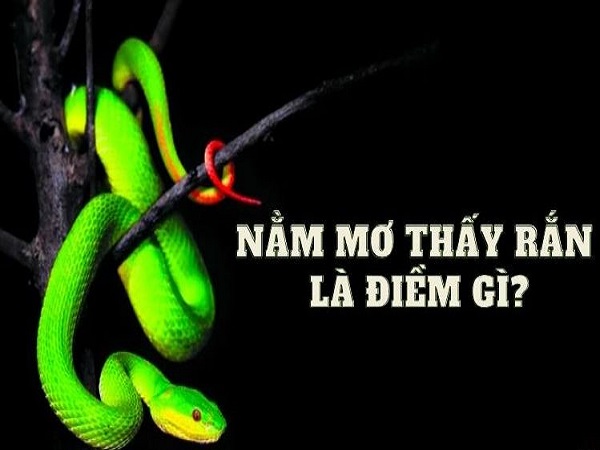 Mơ thấy rắn có ý nghĩa gì?