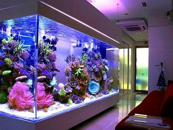 Ý nghĩa phong thủy của bể cá trong không gian sống