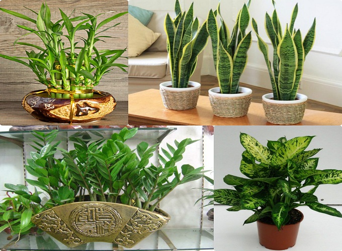 Cây cảnh phong thủy hút tài lộc cho gia chủ