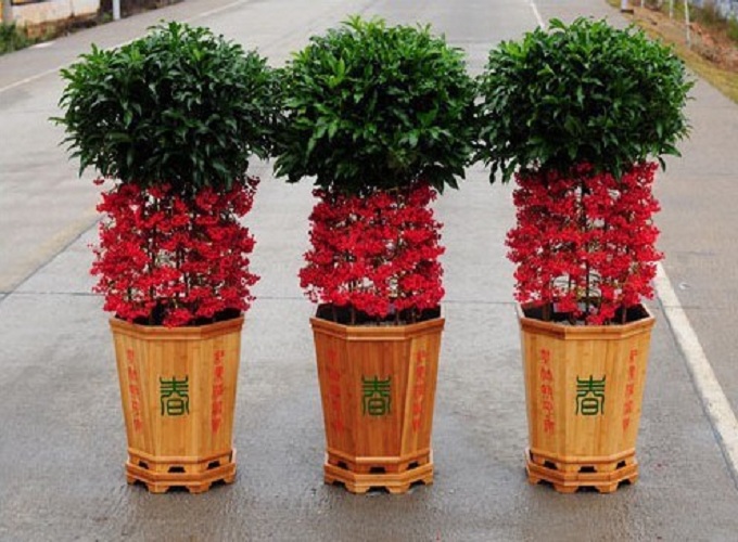 Cây kim ngân lượng