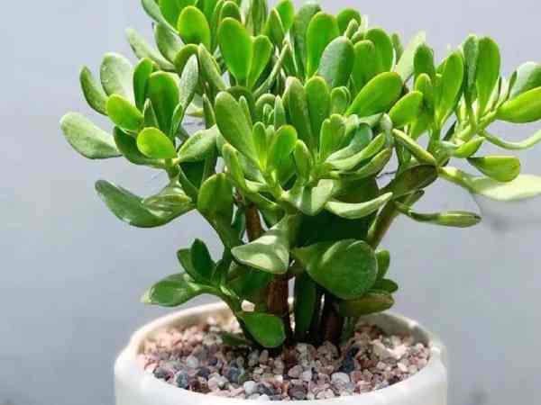 6 loại cây cảnh phong thủy “hút” tài hút lộc năm mới