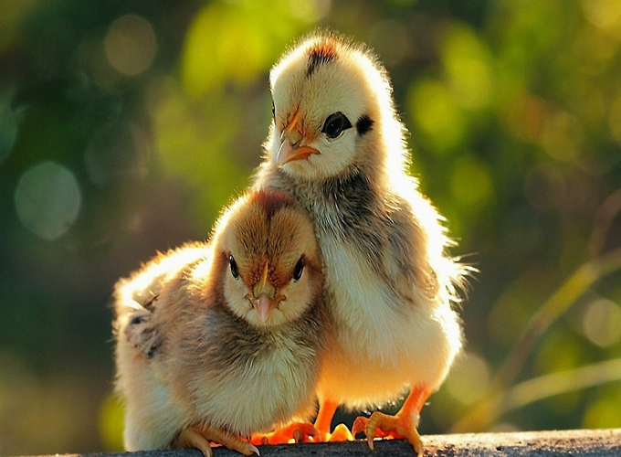 Mơ thấy gà dự báo điềm gì, gợi ý con số may mắn nào?