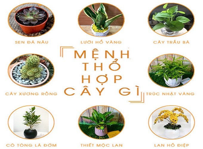 Cây hợp mệnh Thổ