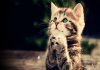 Giờ Mão là mấy giờ vận mệnh người sinh giờ Mão ra sao