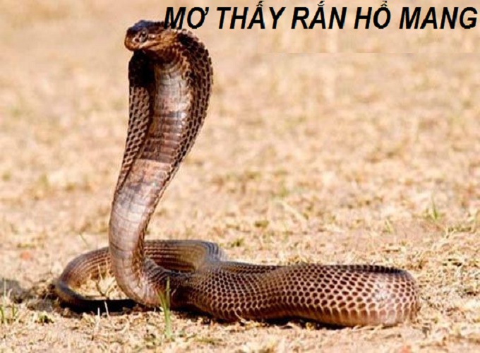 Mơ thấy rắn hổ mang là điềm báo gì