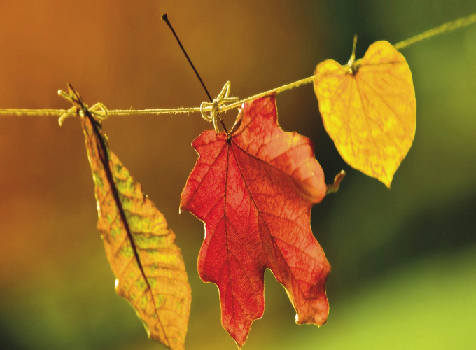 Chúc mừng những con giáp được tỏ tình ngay ngày 8/3