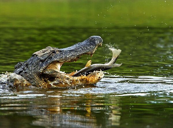 Mơ thấy cá sấu đánh con gì may mắn, là điềm báo gì?