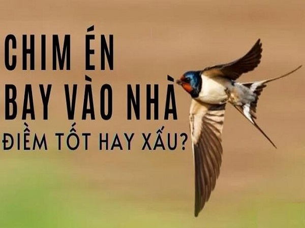 Vậy chim én bay vào nhà mang điềm báo gì?