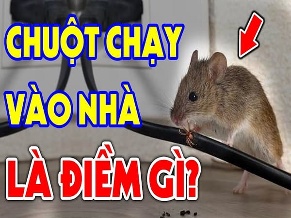 Vậy điềm báo thực sự khi chuột chạy vào nhà là gì?