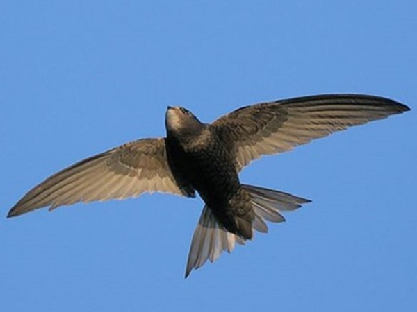 Chim yến – sứ giả của may mắn và thịnh vượng