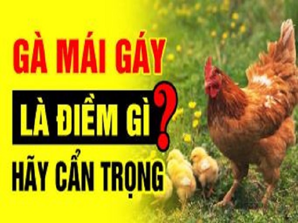Bí ẩn tâm linh phía sau hiện tượng gà mái gáy bất thường