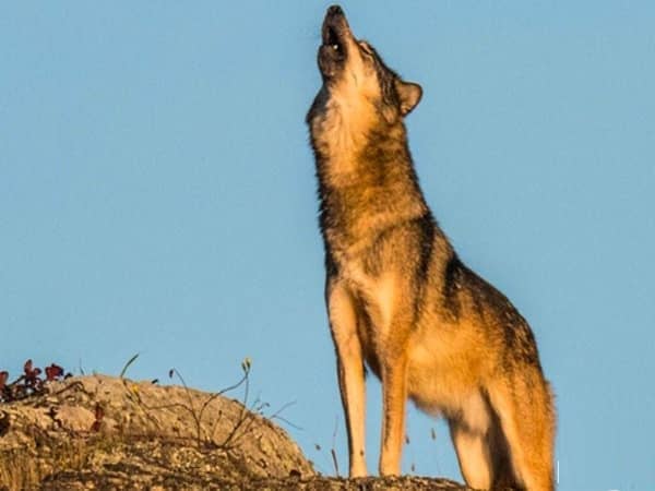 Chó hú có điềm gì không, lý giải hiện tượng theo tâm linh Chó hú có điềm gì không, lý giải hiện tượng theo tâm linh