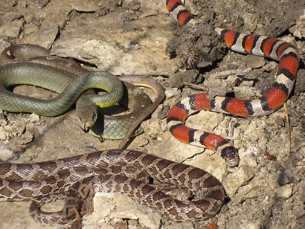 Khám phá bí ẩn giấc mơ thấy 3 con rắn báo điềm gì? Khám phá bí ẩn giấc mơ thấy 3 con rắn báo điềm gì?