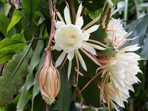 Có nên trồng hoa quỳnh trong nhà không?