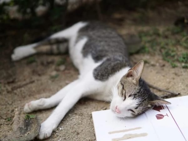 Mèo chết là điềm gì, chết trong nhà trước cửa có xui không Mèo chết là điềm gì, chết trong nhà trước cửa có xui không